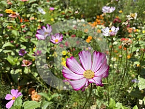 Meadow flowers on a sunny day