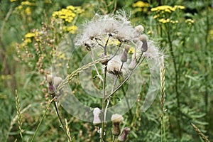 Meadow flowers sway in the wind in a summer day  plant Wheatgrass creeping