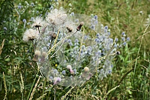 Meadow flowers sway in the wind in a summer day  plant Wheatgrass creeping