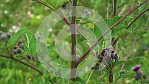 Meadow flowers sway in the wind in a summer day  plant Wheatgrass creeping. Vertical panorama