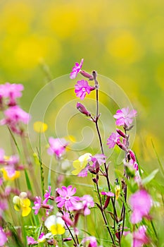 Meadow flowers - Sweet William