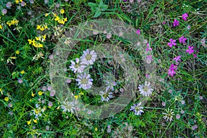 Meadow flowers texture