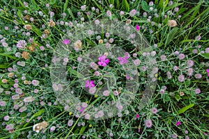 Meadow flowers texture