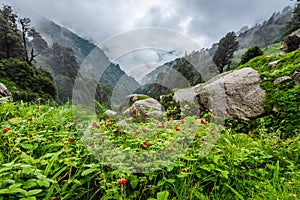 Meadow flowers at Triund trail