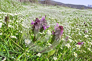 Meadow with flowers. Various wild spring flowers