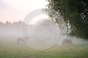 Meadow in the fog