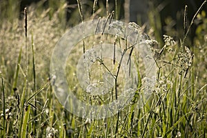 Meadow in the foggy summer morning.