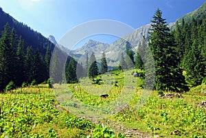 Meadow and forest