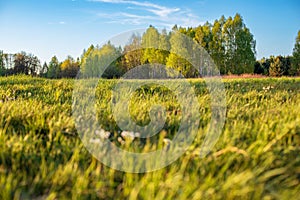 Meadow with a forest in the background