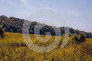 A Meadow, Forest, and the Beautiful Blue Sky