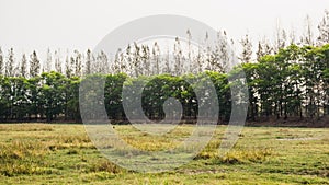 Meadow forest.color effect