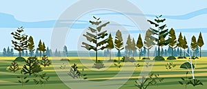 Meadow and forest landscape nature, spruce pine trees, grass and bushes. Panorama scenery. Vector illustration banner