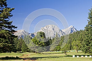 Prato foresta un montagna 