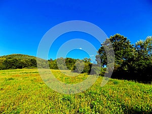 Meadow, forest and sky