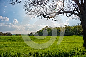 Meadow Forest and Sunshine