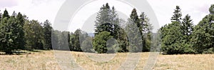 Meadow and Forest Trees in Summer