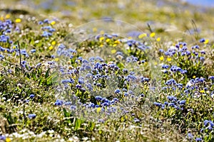 Meadow with Forget-me-not flowers on the way to Mt Washburn, Yellowstone National Park