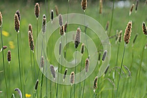 Meadow Foxtail