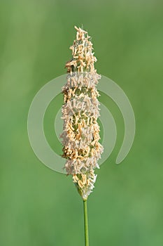 Meadow foxtail alopecurus pratensis
