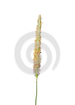 Meadow foxtail (Alopecurus pratensis)