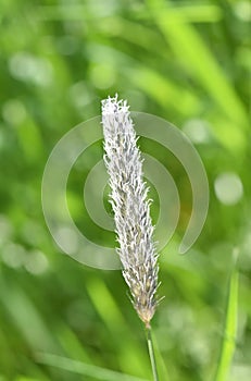 Meadow foxtail grass