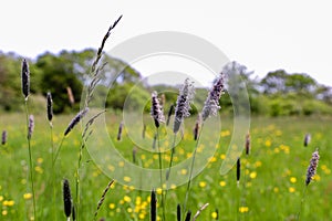 Meadow foxtail on a grassland