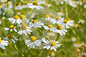 Meadow of fresh wild white chamomile flowers in sunny day