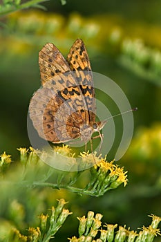 Meadow Fritillary