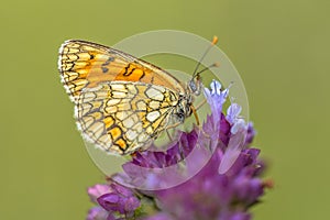 Meadow fritillary butterfly