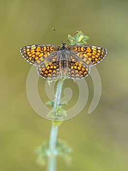 Meadow fritillary butterfly