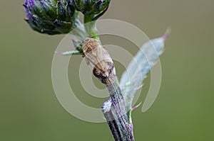 Meadow froghopper on Creeping Thistle in field