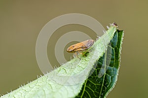 Meadow froghopper on leaf