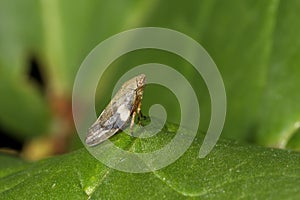 Meadow froghopper, philaenus spumarius