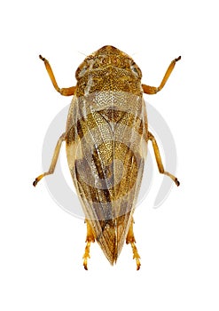 Meadow Froghopper on white Background