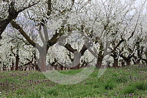 Meadow in front of Fruit trees