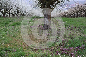 Meadow between Fruit trees