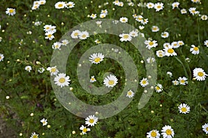 Meadow full of Anthemis arvensis plants in bloom