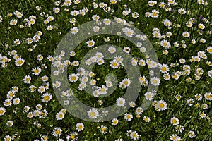 Meadow full of Anthemis arvensis plants in bloom