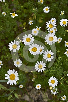 Meadow full of Anthemis arvensis plants in bloom