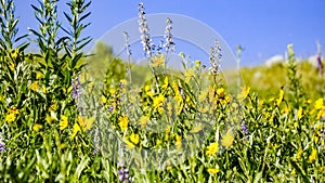 Meadow full of Arrowleaf Balsamroot Balsamorhiza sagittata wild flowers, Yellowstone National Park photo