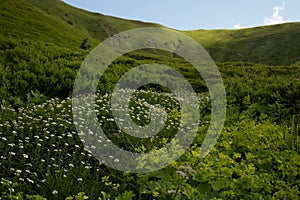 Meadow full of beautiful mountain flowers