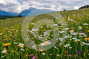 Lúka plná krásnych horských kvetov v pozadí Vysokých Tatier.