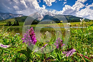 Meadow full of beautiful mountain flowers in the background of the lake and the High Tatras.