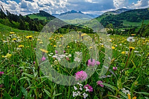 A meadow full of beautiful mountain flowers in the background of the Mala Fatra mountains.