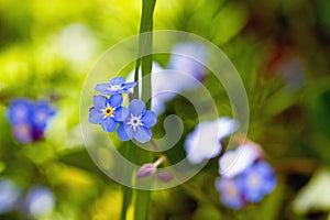 Meadow full of blue little flowers - forget-me-not (Myosotis caespitosa)