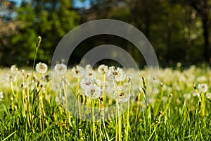 A meadow full of dandelions