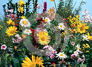 Meadow full of flowers