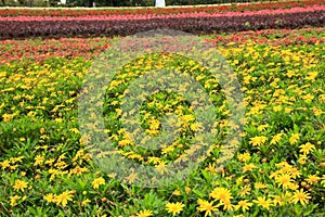 Meadow full of flowers