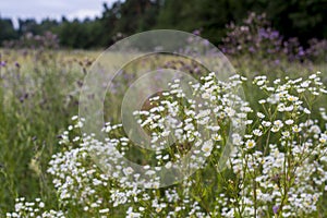 Wildflowers in the meadow photo