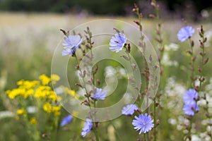 Wildflowers in the meadow, close photo